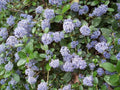 Ceanothe rampante ceanothus thyrsiflorus var. repens pot 3 litres 30/40 cm