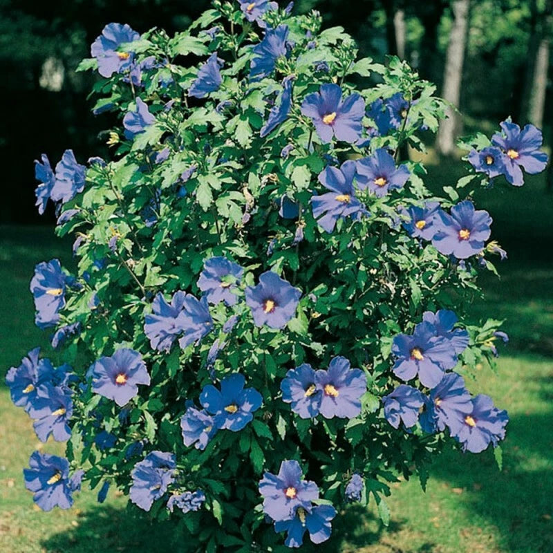 Hibiscus Syriacus Oiseau Bleu Pot 3L | Fleur Bleue Géante Rustique Été