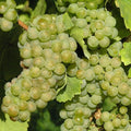 🍇 Vigne de Table Chasselas Doré - Pot 3L 90/120 cm 🍇