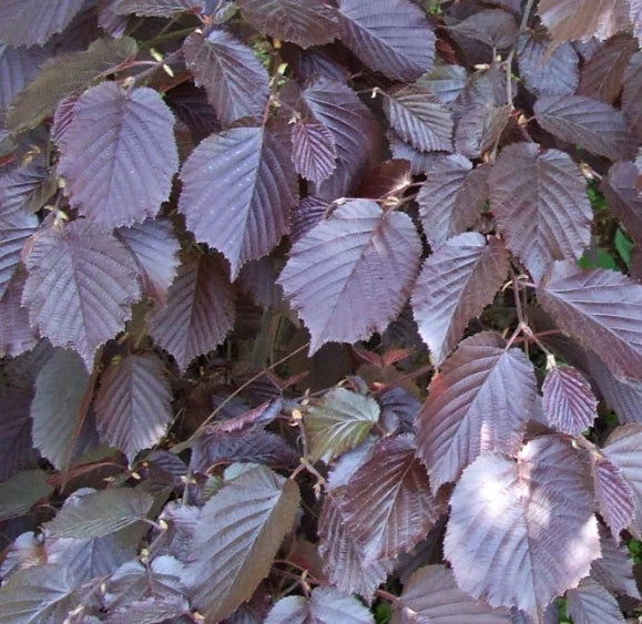 Noisetier Pourpre (Corylus maxima 'Purpurea') - Pot 3L (60/80 cm) - Feuillage