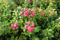 Escallonia 'Red Dream' - Pot 3L - Arbuste Persistant Compact Fleurs Rouges