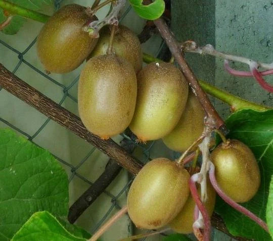 Kiwi Actinidia deliciosa MÂLE (90/120 cm) - Pot 3L - Pollinisateur Vigoureux