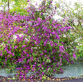 Callicarpa Bodinieri Profusion Pot 3L | Arbuste Aux Bonbons Baies Mauves