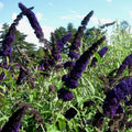 Arbre aux Papillons 'Black Knight' (Buddleja Davidii) - Pot 3L - Fleurs Violet