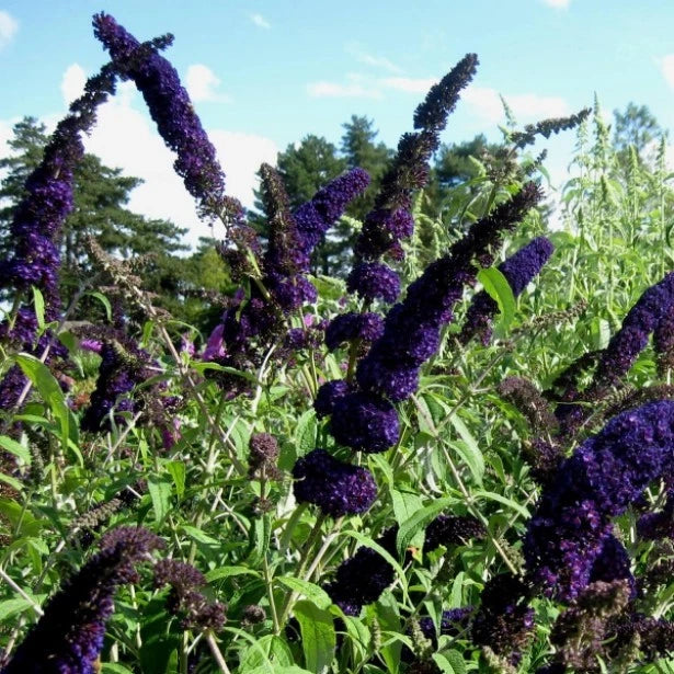 Arbre aux Papillons 'Black Knight' (Buddleja Davidii) - Pot 3L - Fleurs Violet
