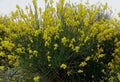 Spartium Junceum Pot 3L 60/80cm 💛 Genêt d'Espagne, Arbuste Très Parfumé & Sec