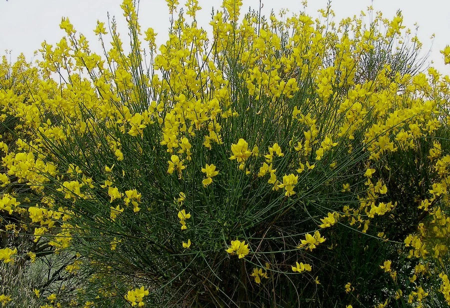 Spartium Junceum Pot 3L 60/80cm 💛 Genêt d'Espagne, Arbuste Très Parfumé & Sec