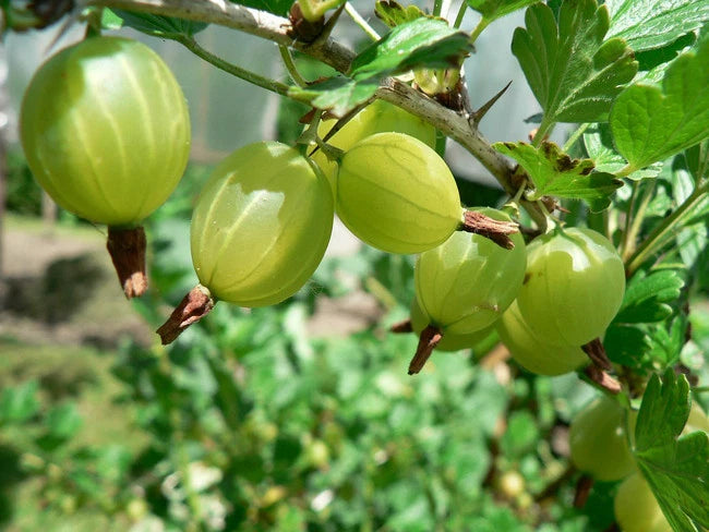 Groseillier Maquereau 'Crispa White Smith' (Ribes Uva-Crispa) - Pot 3L - Fruits