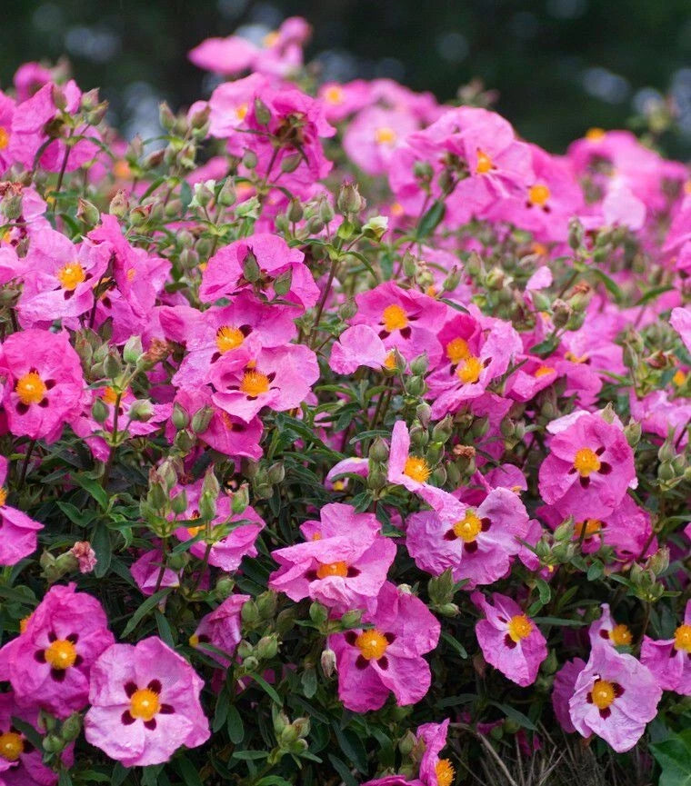 Ciste Pourpre Cistus Purpureus Pot 3L 30/40 cm | Fleurs Roses Mauve Méditerranée