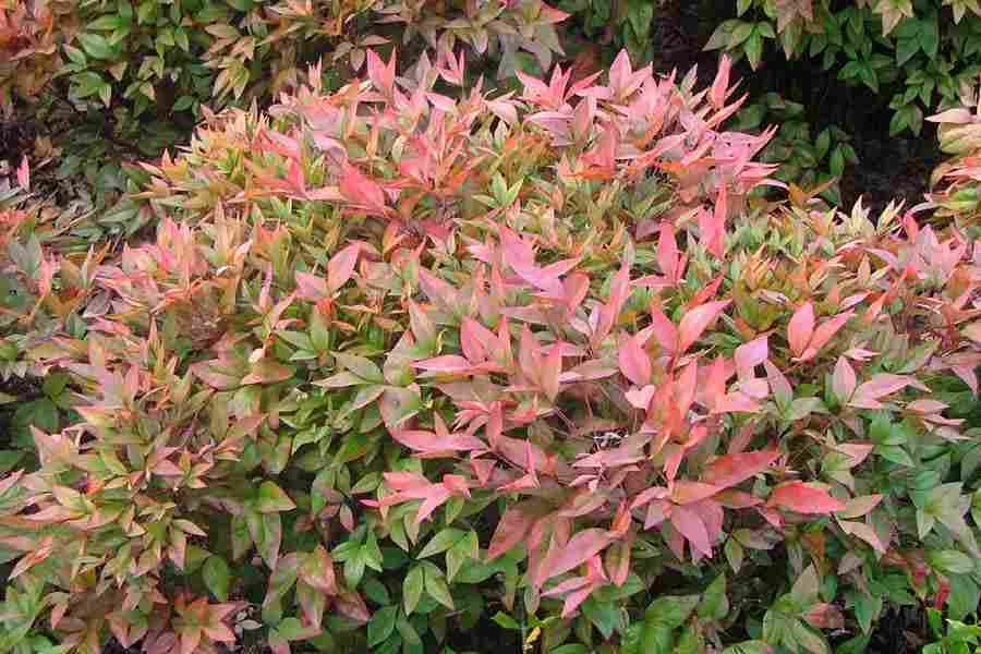 Bambou Sacré Nandina Domestica Pot 3L 40/50cm Feuillage Rouge Hiver Persistant