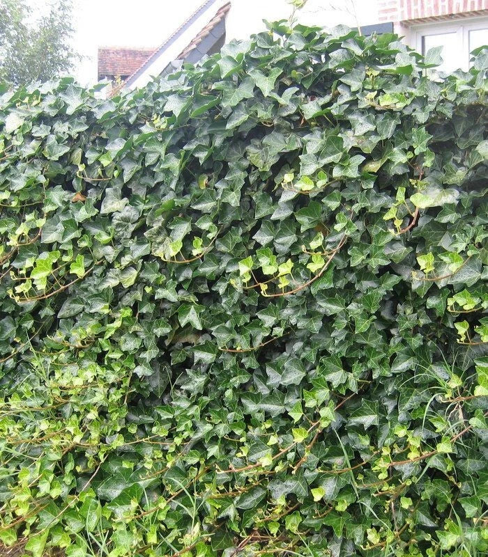 Lierre d'Irlande (Hedera hibernica) - Pot 3L - Liane Grimpante Persistante & Rob