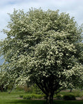 Sorbier des Oiseleurs (Sorbus aucuparia) - Pot 3L - Fleurs Blanches Baies Rouges