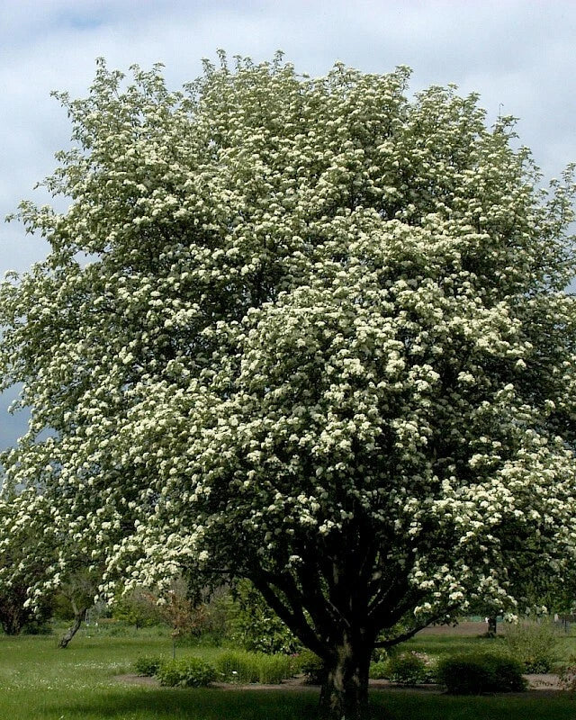 Sorbier des Oiseleurs (Sorbus aucuparia) - Pot 3L - Fleurs Blanches Baies Rouges