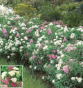 Spirée du Japon 'Shirobana' (Spiraea Japonica) - Pot 3L - Fleurs Tricolores Rose
