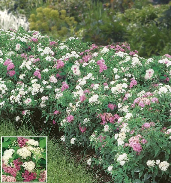 Spirée du Japon 'Shirobana' (Spiraea Japonica) - Pot 3L - Fleurs Tricolores Rose