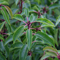 Prunus lusitanica Laurier du Portugal Pot 3 Litres Haie Persistante Écran