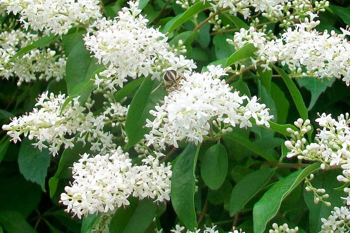Troène du Japon - Ligustrum japonicum - Pot 3L - Arbuste Haie Persistante