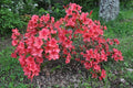Azalee du japon Azalee japonica pot 3 litres couleurs variés