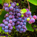 Vigne de Table 'Cardinal' (Raisin Rouge) - Pot 3L - Variété Précoce & Savoureuse