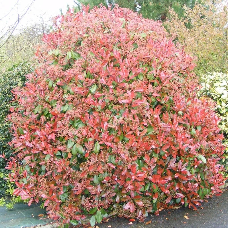 Photinia Red Robin Pot 3L 40/60cm Jeunes Pousses Rouge Vif Feuillage Persistant