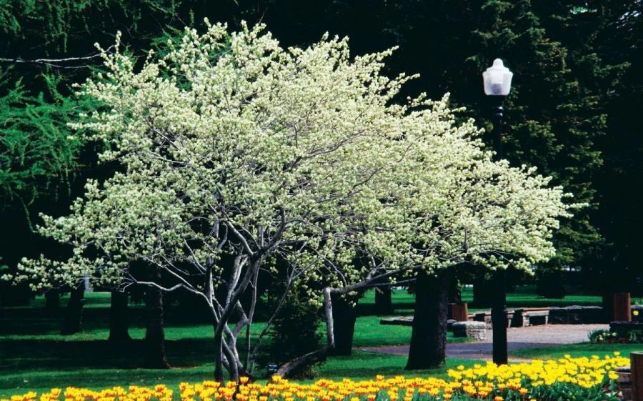 Amélanchier Du Canada Pot 3L 60/80 cm | 4 Saisons Fleurs Blanches Baies Comestible