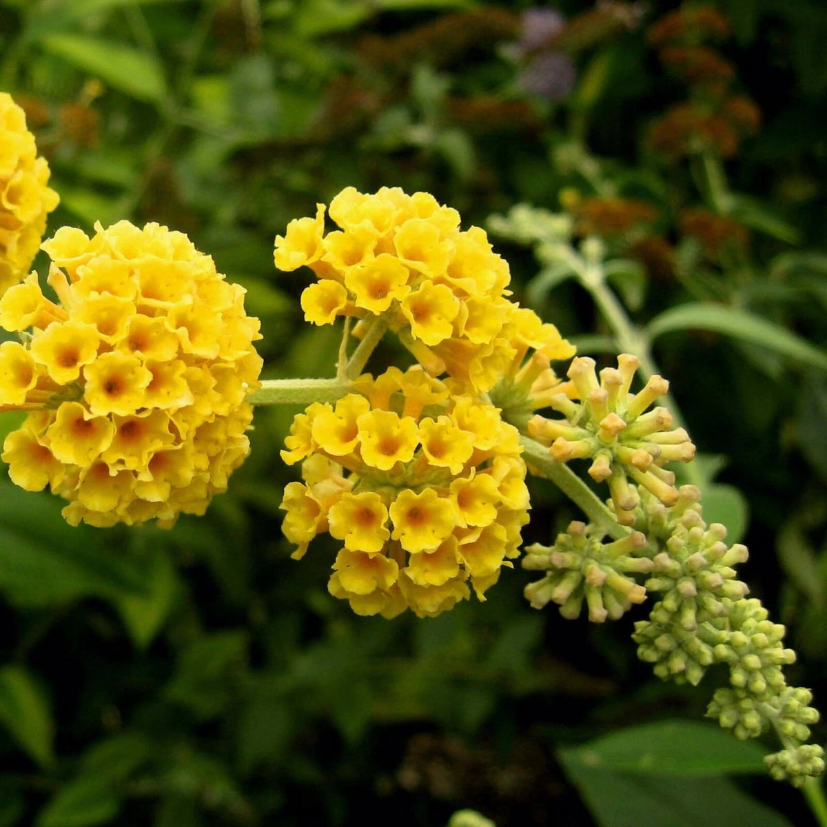 Buddleja 'Sungold' (Arbre aux Papillons Hybride) - Pot 3L - Fleurs Orange Doré