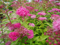Spirée du Japon 'Anthony Waterer' (Spiraea Japonica) - Pot 3L - Fleurs Rose Carm