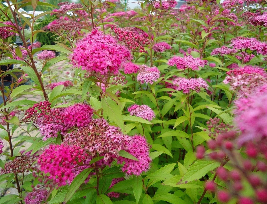 Spirée du Japon 'Anthony Waterer' (Spiraea Japonica) - Pot 3L - Fleurs Rose Carm