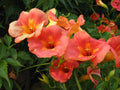 Bignone Chine Campsis Grandiflora Pot 3L Grimpante Fleurs Orange Été