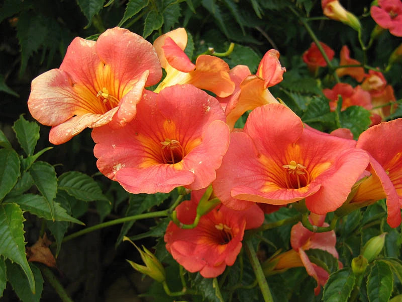 Bignone Chine Campsis Grandiflora Pot 3L Grimpante Fleurs Orange Été
