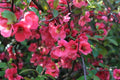 Cognassier du Japon (Chaenomeles Japonica) - Pot 3L - Floraison Précoce Rouge/Or
