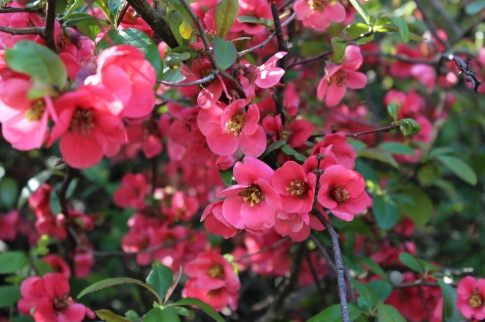 Cognassier du Japon (Chaenomeles Japonica) - Pot 3L - Floraison Précoce Rouge/Or