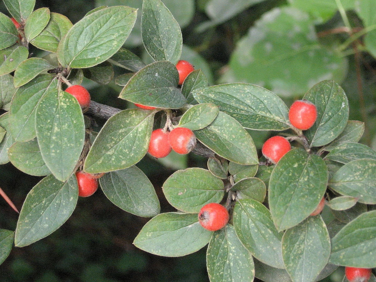 Cotoneaster de Franchet (Franchetii) - Pot 3L - Arbuste Persistant à Baies Rouge