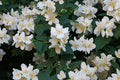 Seringat Commun Philadelphus Coronarius Pot 3L Arbuste Fleurs Blanches Très Parf