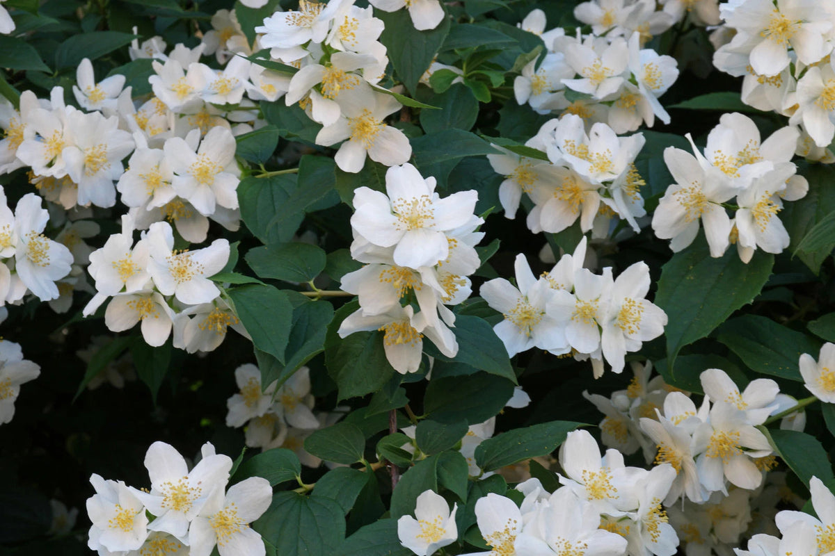 Seringat Commun Philadelphus Coronarius Pot 3L Arbuste Fleurs Blanches Très Parf