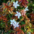 Abélia 'Kaleidoscope' (Abelia Grandiflora) - Pot 3L - Feuillage Panaché Change