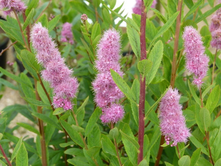 Spirée de Billard (Spiraea Billardii) - Pot 3L - Longue Floraison Rose Vif
