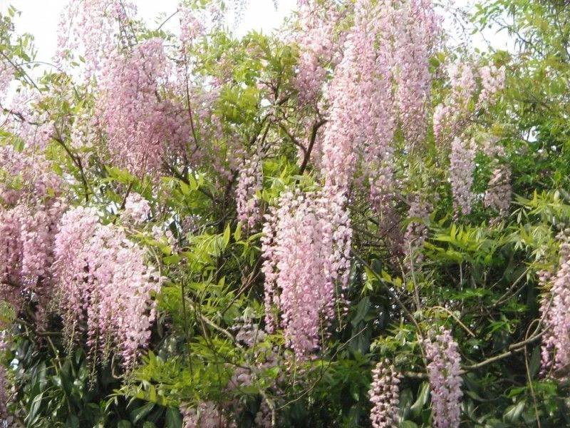 Glycine Japonaise 'Rosea' (Wisteria Sinensis) - Pot 3L - Longues Grappes Rose Pâ