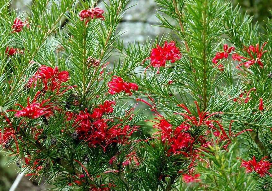 Grevillea Gracilis Rosea Pot 3L 40/60 cm | Floraison Rose Hivernale Originale