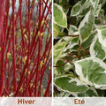 Cornouiller Blanc 'Elegantissima' - Pot 3L - Feuillage Panaché Tiges Rouges Hive
