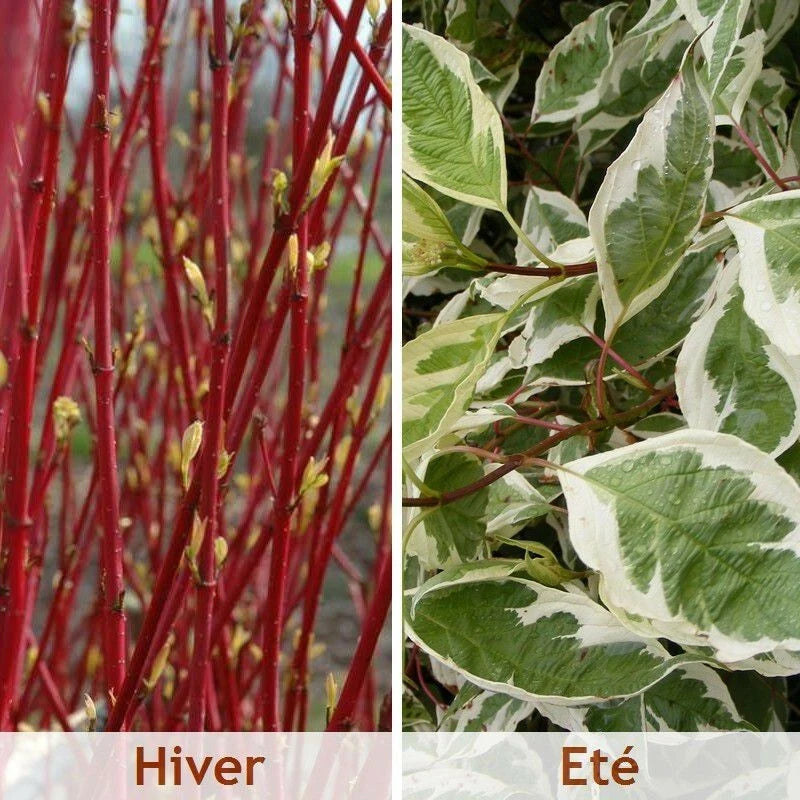 Cornouiller Blanc 'Elegantissima' - Pot 3L - Feuillage Panaché Tiges Rouges Hive