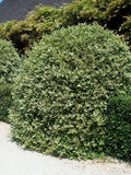 Chalef Elaeagnus Ebbingei Pot 3L 40/60cm Persistant Brise-Vent Rustique Croissance