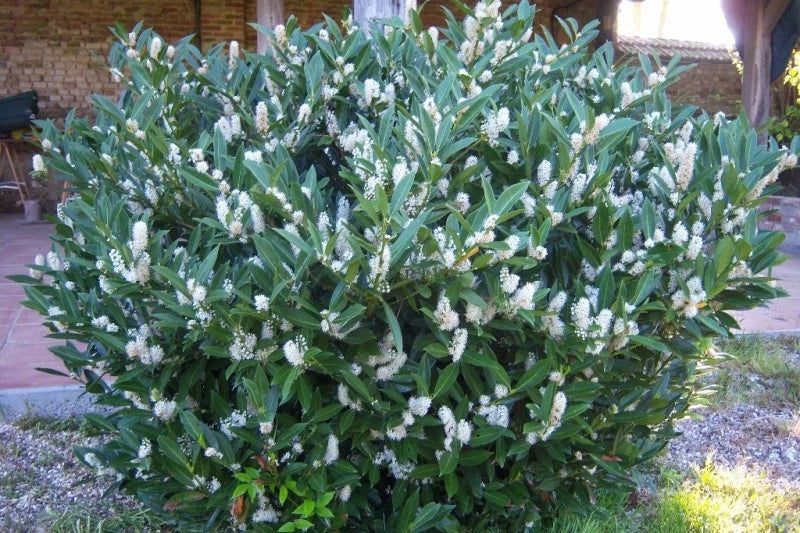 Laurier Cerise 'Otto Luyken' | Pot 3L | 40/60 cm | Haie Basse Compacte