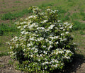 VIORNE Plicatum Watanabe Pot 3L 40/60 cm Fleurs Blanches Longue Floraison
