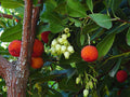 Arbousier (Arbutus Unedo) - Pot 3L - Fleurs & Fruits Comestibles Simultanés - 40