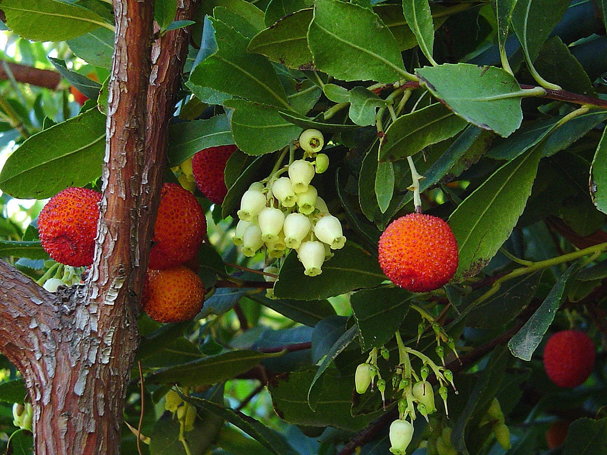 Arbousier (Arbutus Unedo) - Pot 3L - Fleurs & Fruits Comestibles Simultanés - 40