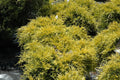 Genévrier 'Old Gold' (Juniperus Media) - Pot 3L - Conifère Nain Rampant Or/Bronz