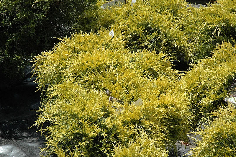 Genévrier 'Old Gold' (Juniperus Media) - Pot 3L - Conifère Nain Rampant Or/Bronz