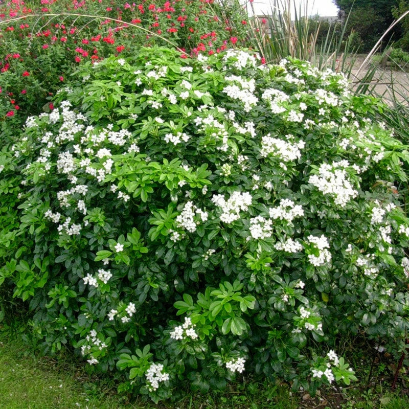 Oranger Du Mexique Pot 3L 30/40 cm | Feuillage Persistant Parfum Intense