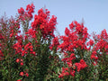 Lilas des Indes Red Rocket Pot 3L | Floraison Rouge Vif Estivale Rustique